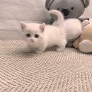 펫이좋아 이미지