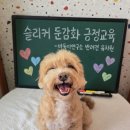 천사유치원 | [청주 애견유치원 바둑이연구소]털 엉킴 방지! 슬리커 둔감화 긍정교육💭
