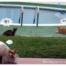 오 마이 캣 이미지