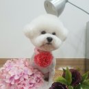뽀송그루밍 이미지