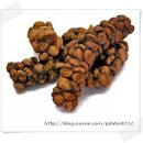 사향 고양이 똥! 르왁 kopi luwak 커피 이미지