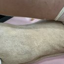 고양이무마취미용 무냥무냥 대구점 | 대구고양이미용 고양이 심한 털 엉킴 미용 ‘무냥무냥 대구점’ 찐후기