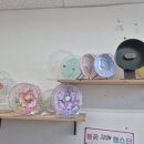 전주 햄스터 이미지