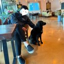애견랜드 | 가평 도그랜드 애견 카라반 글램핑 방문후기(+애견카페)