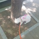 이쁘개 해줄개 이미지