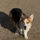 Petshill (펫츠힐) 이미지