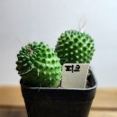 피코 이미지
