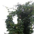 삼안농장 이미지