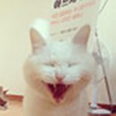꽃보다 Dog 네이버블로그