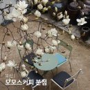 과천동 라헤카페 앞 | 부산 온천장역 카페 모모스커피 본점 목련뷰 카페 개화상태