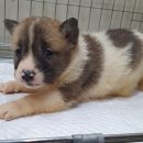 관악동물종합병원 이미지