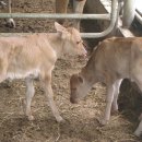 차오름농장 이미지