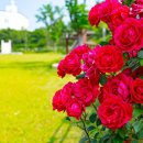 삼산잔디공원 이미지