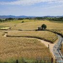 황금물결 농장 이미지