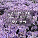 개화주유소 개방화장실 | 문희농원 개미취꽃축제 후기! 실시간 개화 현황 주차 문경 가볼만한 곳