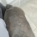 귀빈펫살롱 이미지