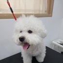 퍼피루미 옥정점 이미지