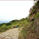 산철죽 군락지 이미지