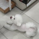 펫마켓 서구점 이미지