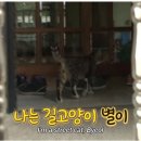 고양이 별 이미지