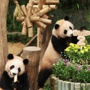 판다 이미지
