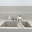 그루밍 까꿍 이미지