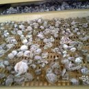 여주-0832 이미지