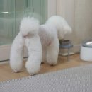 꼬리치는강아지 | 고양이 강아지 항문낭 짜기 전 닥터리코 영양제로 똥꼬스키 관리하기