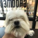 그루머웅 이미지