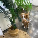 스탠푸켄넬 | 인천애견분양후기 자이언트푸들 레드파티스탠다드푸들 <마리켄넬>