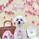 참좋은애견미용실 | 안양동애견미용 실력 좋은 쁘띠아몽 애견미용실 다녀온 후기