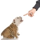 멍멍왈왈 이미지