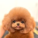 화이트파크