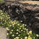 어쩌다영락 이미지