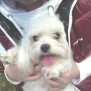 한국야구르트 대리점 이미지