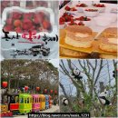 논산 딸기 축제 먹거리 주차장 버스 후기 논산시민공원