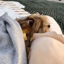 리온동물병원 이미지