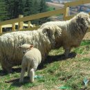 선호목장 이미지