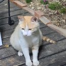 네르하쏠 이미지