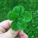 L. V. 베토벤_피아노 소나타 제8번 C 단조 Pathétique 中 1악장 이미지