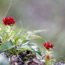 살 빼주는 남자들 이미지