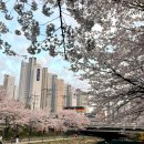 서부천 | 인천 벚꽃명소, 계양 서부천 벚꽃길 애견동반 솔직후기