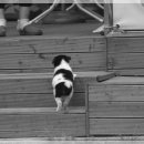 아지야 놀자 이미지