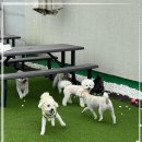 펫메이트 | 울산 애견유치원 울산 애견카페 울산 반려견 복합공간 펫케어메이트 이용 후기