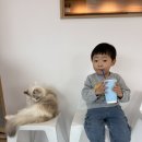 낄낄고양이 | 수원이색체험- 캣플코지눅 수원아이파크시티점 | 고양이카페