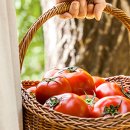 솔솔농장 이미지