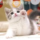 라온캣 잠실고양이분양 이미지