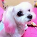 뷰티펫하우스 이미지
