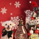 동그라미펫 이미지