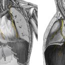 phrenic nerve(가로막신경) 이미지